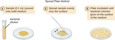 l-spreader pasteur pipette quorum testing|Preparing Spread Plates Protocols .